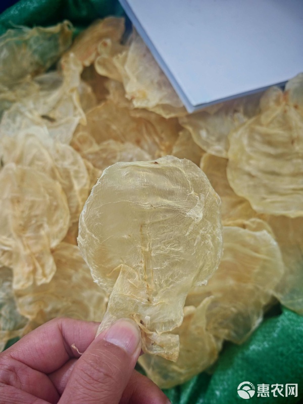 甲肚片鱼胶花胶 120头极致胶质，滋补养颜的天然之选